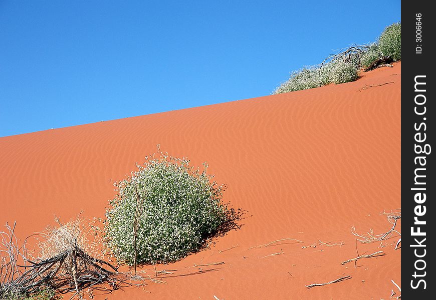 A Red Sand Dune with desert shrubs and ripples in the sand. Taken in Outback Queensland, Australia. A Red Sand Dune with desert shrubs and ripples in the sand. Taken in Outback Queensland, Australia.