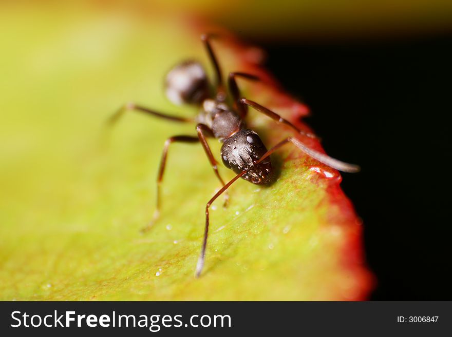 An ant is walking on a leaf