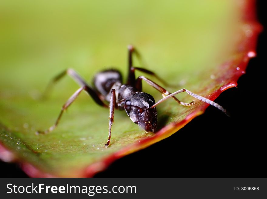 An ant is walking on a leaf