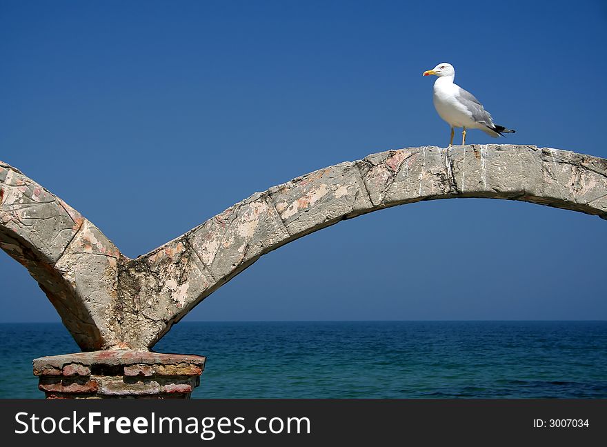 Gull on Black sea, Bulgaria