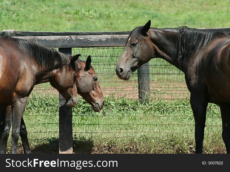 Three horses near a fence on a farm