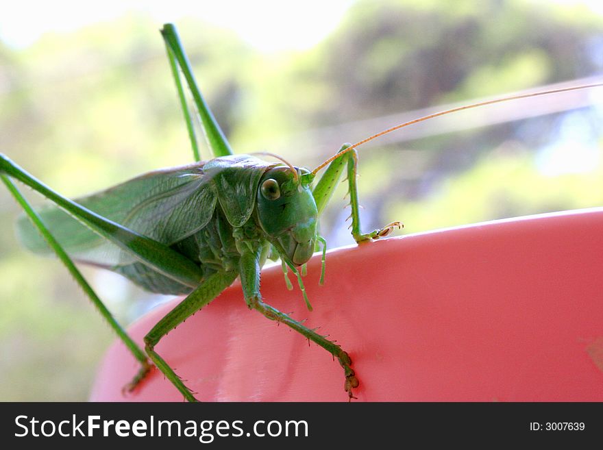 Close up shot of a grasshopper - focus on head