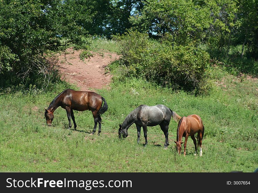 Three horses on a hillside grazing