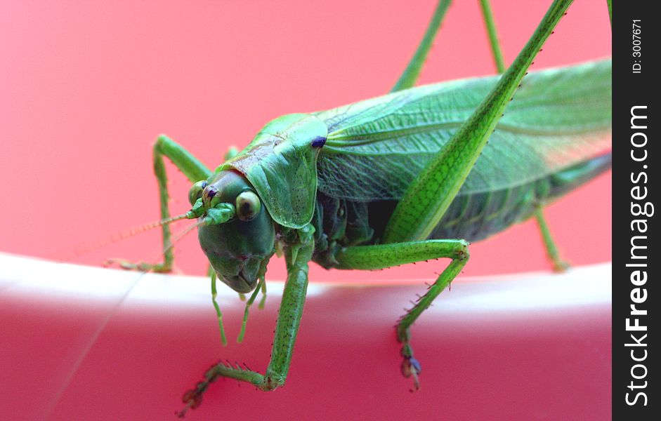 Close up shot of a grasshopper - focus on head