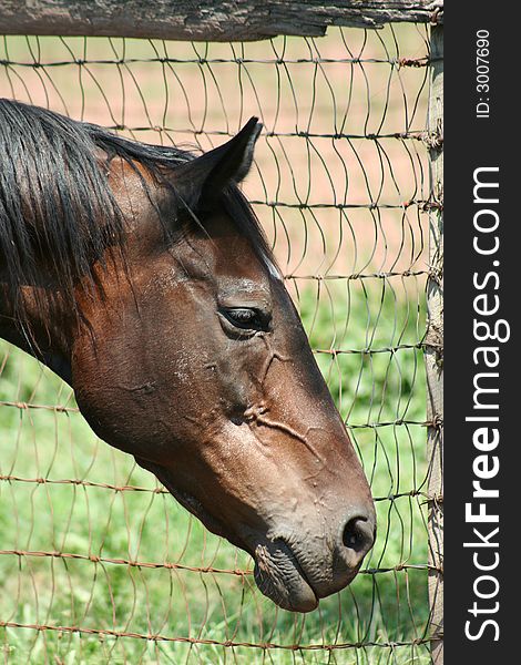 Horses head near a wire fence. Horses head near a wire fence