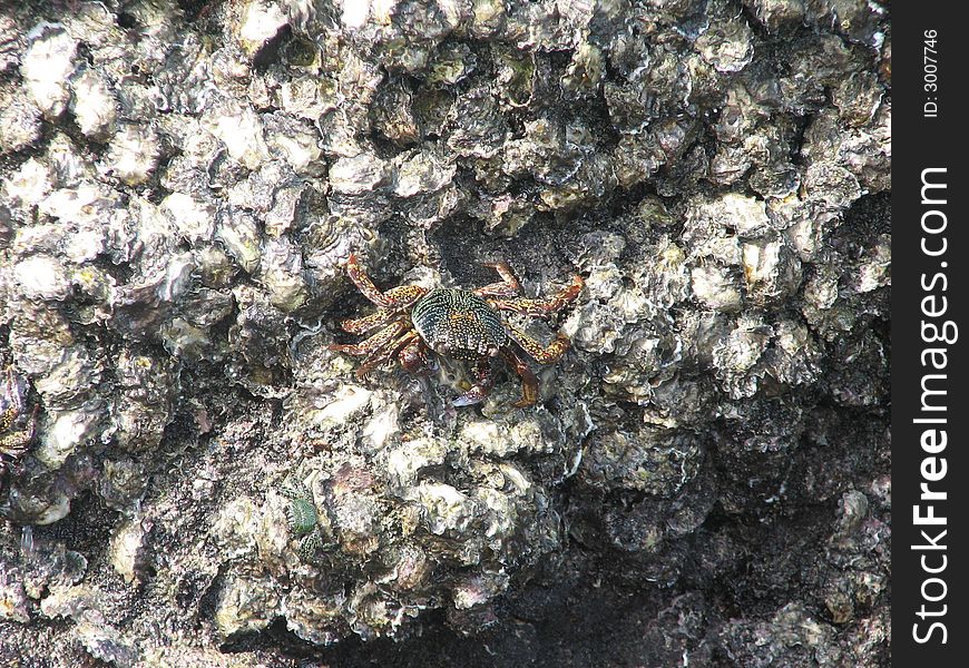 Crab on the stones. Andaman sea.