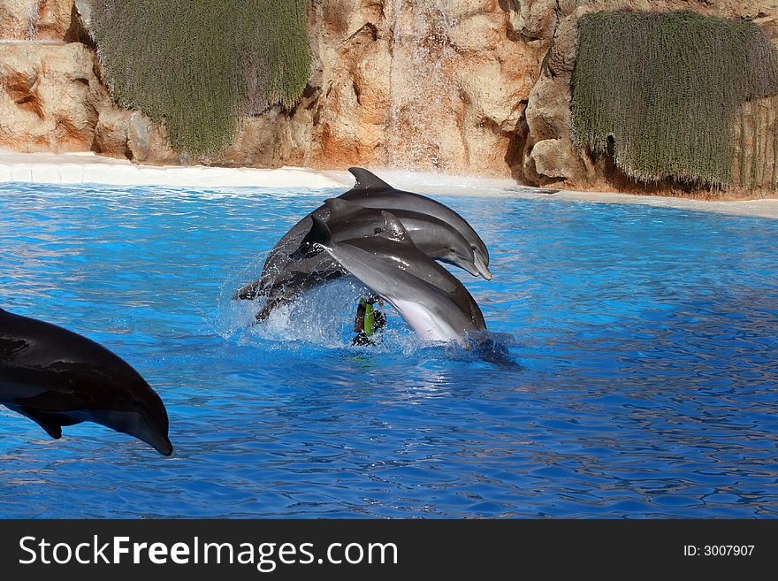 Four dolphins jumping over a woman in a pool