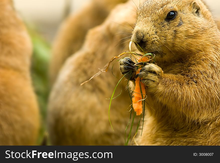 Cute prairie dog eating a carrot