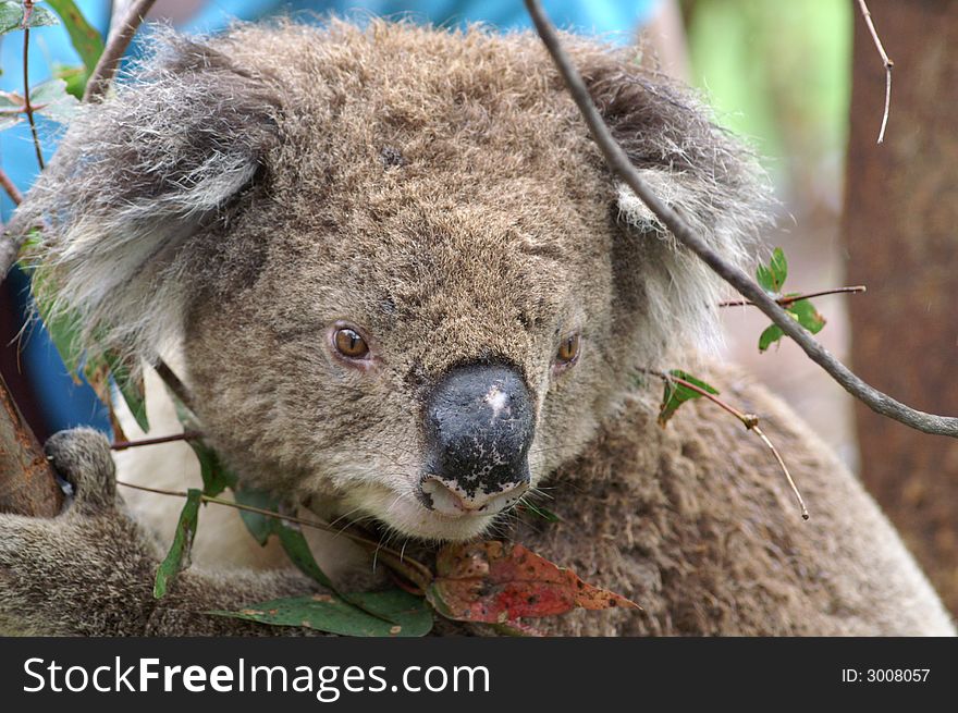 Wild koala climbing a eucalyptustree