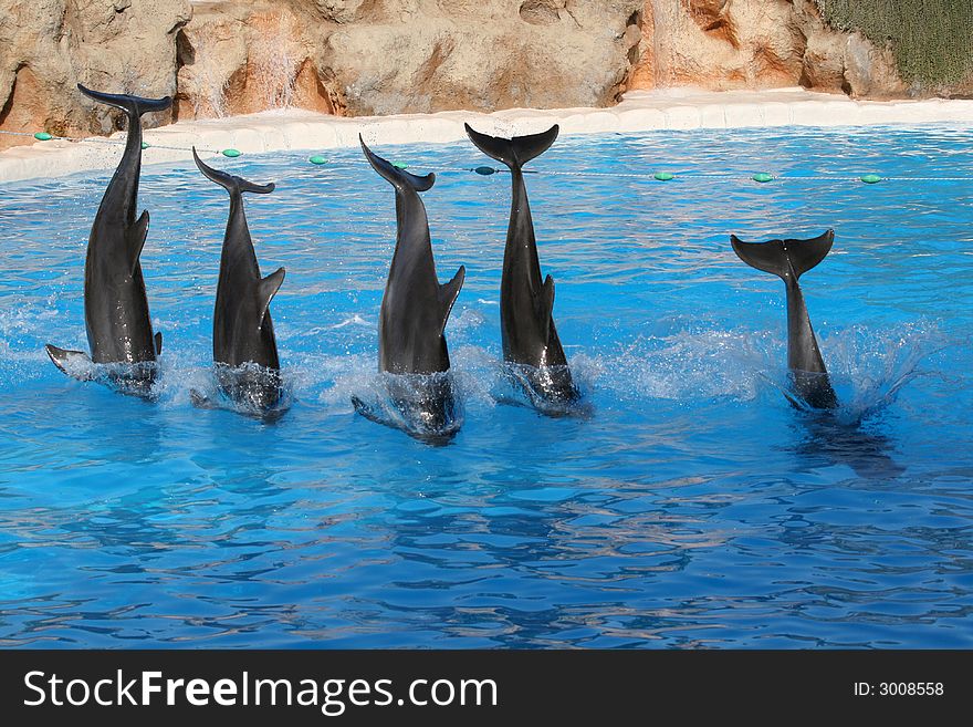 Five dolphins jumping over a line in a pool