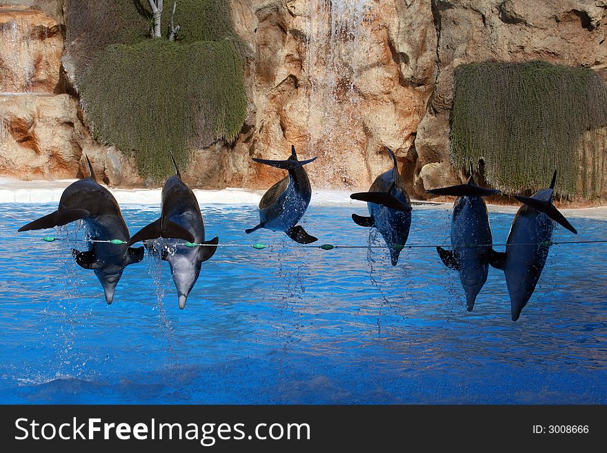 Group of six dolphins jumping over a line