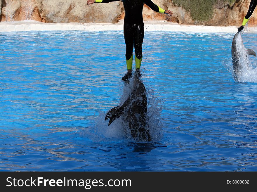 Man Jumping With Dolphins