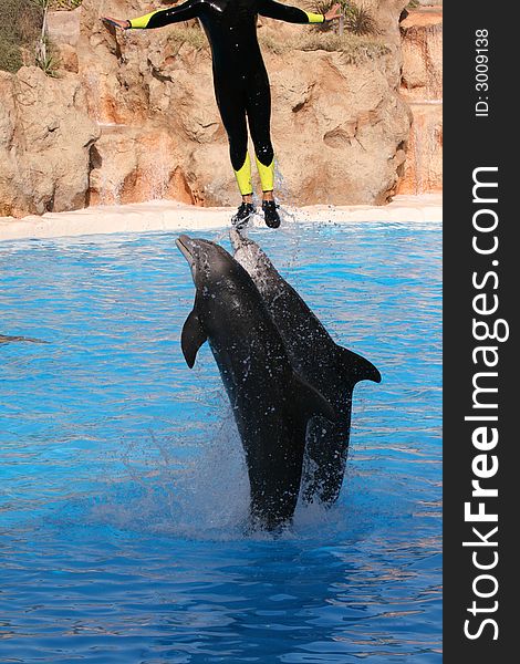 Man jumping with dolphins