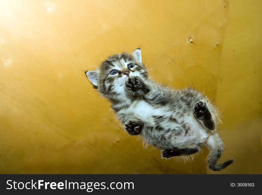 Little kitten on glass surface.