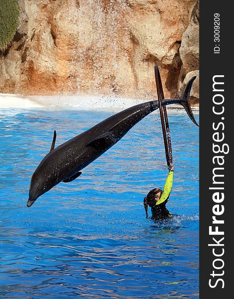 Dolphin jumping in a ring hold by a woman