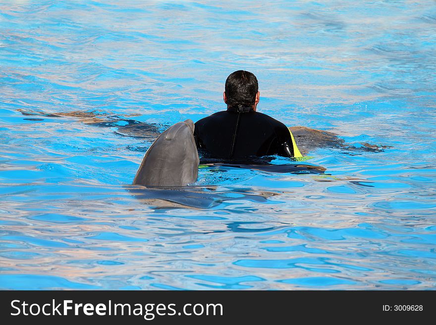 Dolphin behind a man in the water