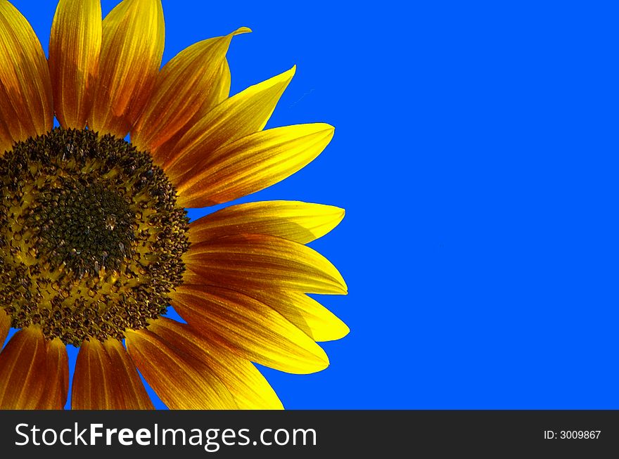 Photographed sunflower from local garden in Georgia.