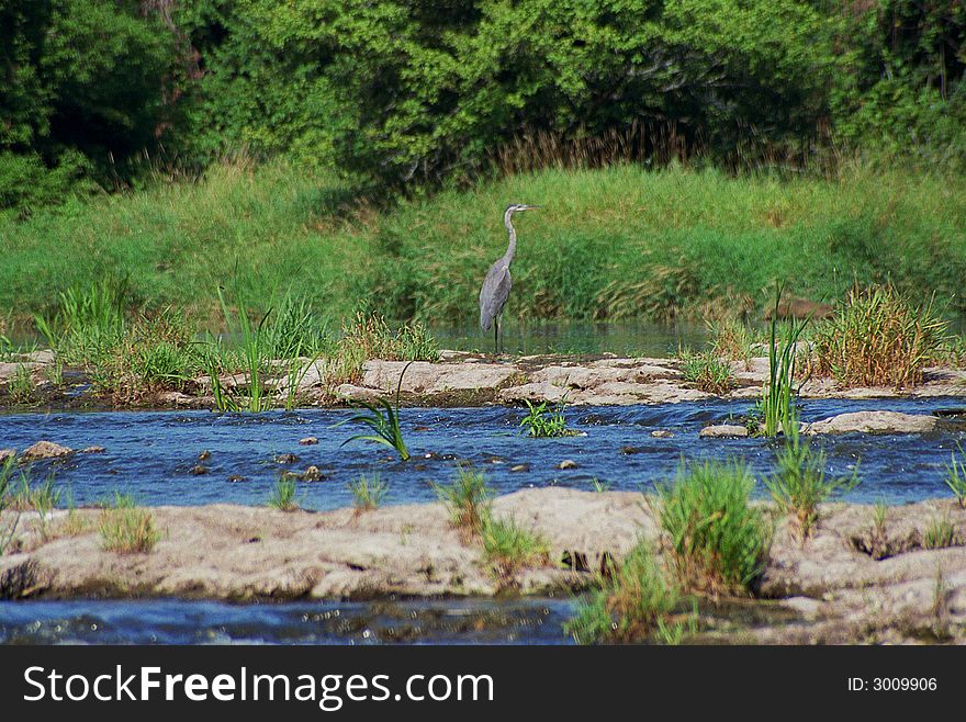 Ardea herodias or Great Blue Heron in shallows of the river. Ardea herodias or Great Blue Heron in shallows of the river