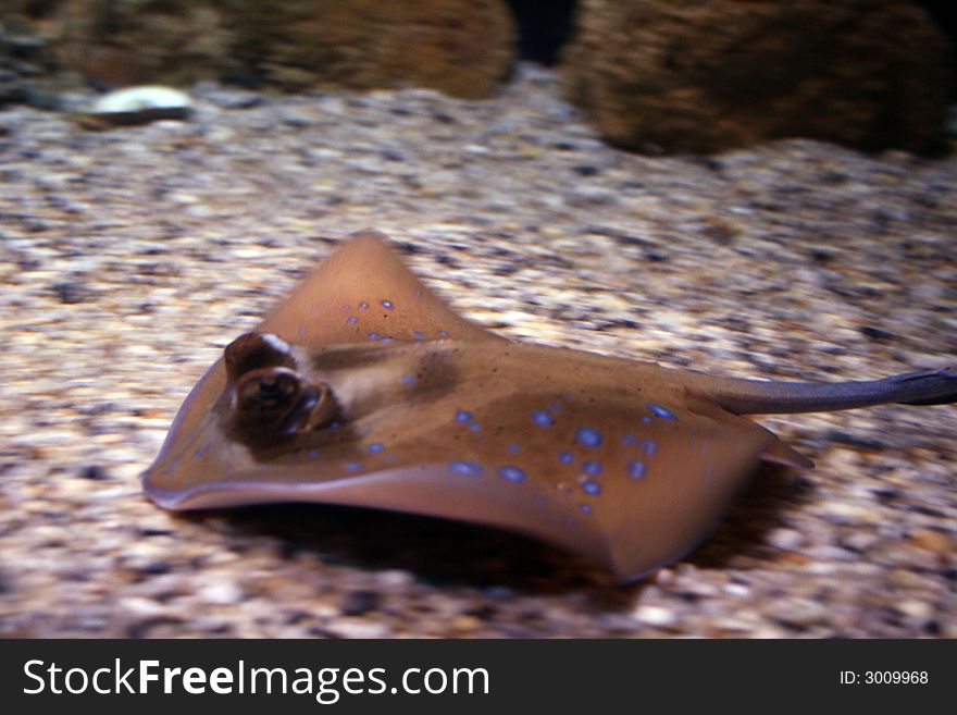 Sea-devil swimming in aquarium