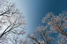Snow And Frost Covered Locust Trees, Profiled On Bright Sky In Winter Royalty Free Stock Images Snow And Frost Covered Locust Trees, Profiled On Bright Sky In Winter Royalty Free Stock Images