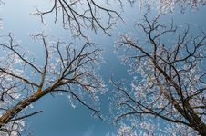 Snow And Frost Covered Locust Trees, Profiled On Bright Sky In Winter Stock Photography Snow And Frost Covered Locust Trees, Profiled On Bright Sky In Winter Stock Photography