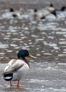 Mallard Duck On Ice Stock Photos