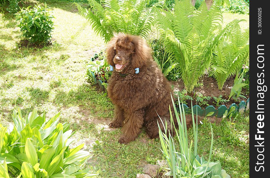 Brown royal poodle in garden. Brown royal poodle in garden