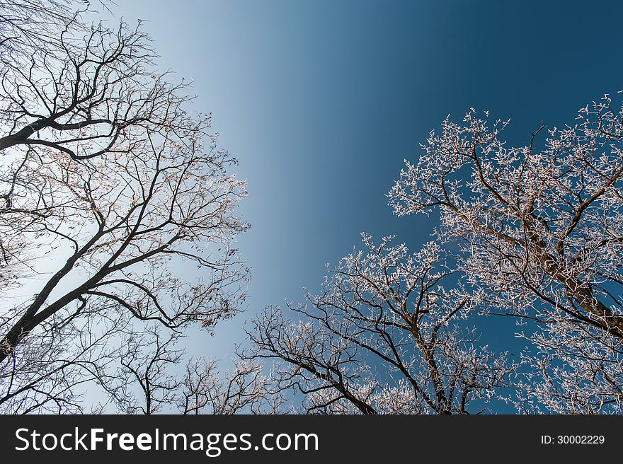 Snow and frost covered locust trees, profiled on bright sky in winter