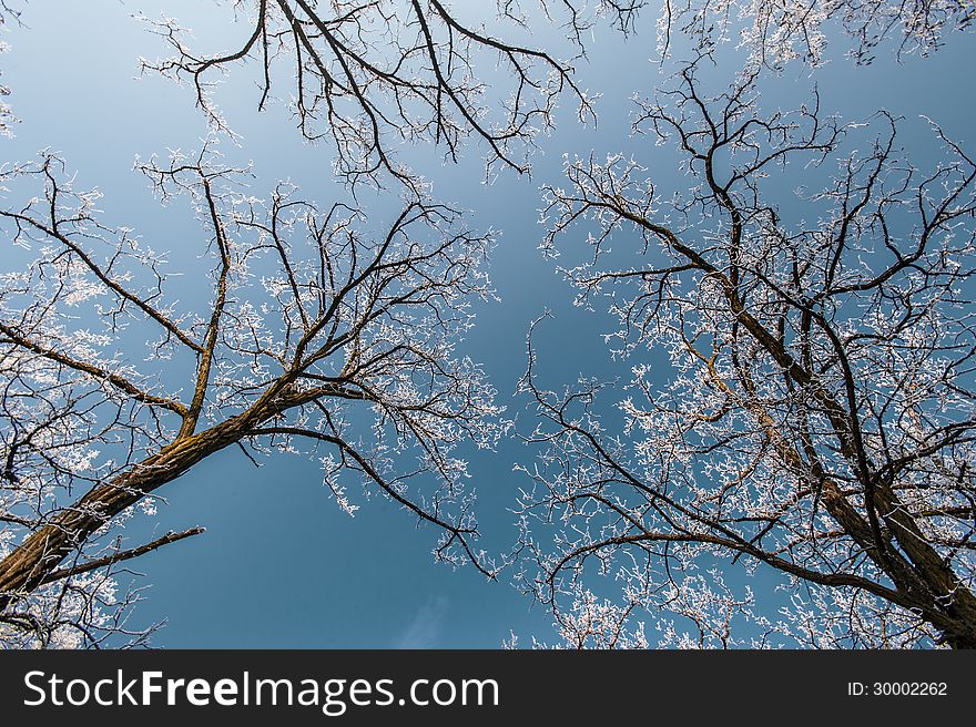 Snow and frost covered locust trees, profiled on bright sky in winter