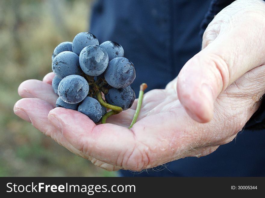 Hand Holding Freshly Picked Winery Grapes