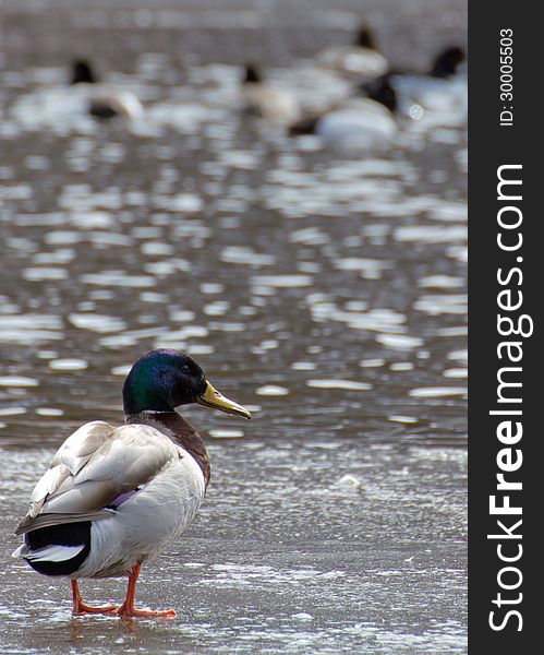 Mallard Duck on Ice