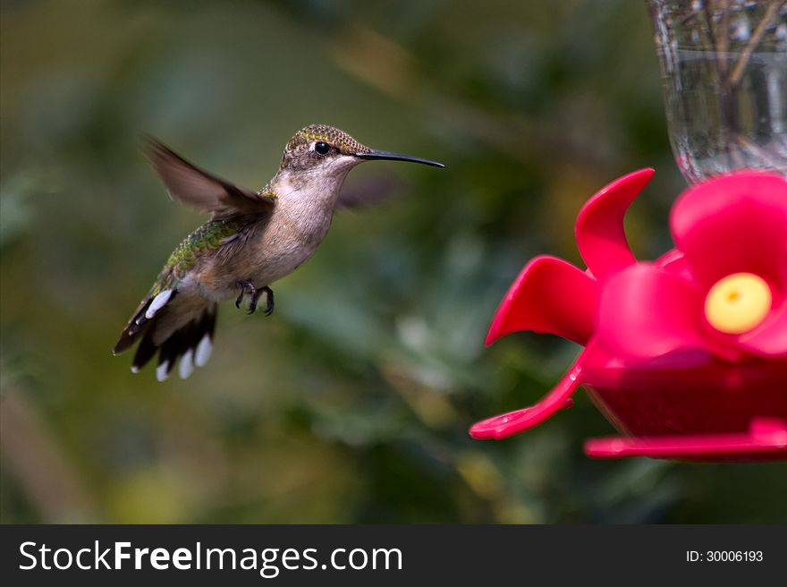 Beautiful hummingbird flying toward feeder. Beautiful hummingbird flying toward feeder