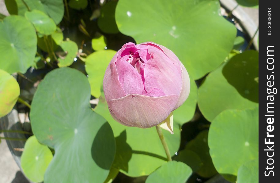 Pink lotus flower blooming at summer. Pink lotus flower blooming at summer.