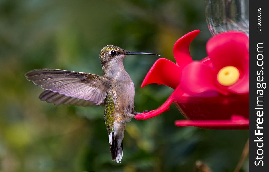 Hummingbird standing on feeder with wings spread open ready for the sweet treat.