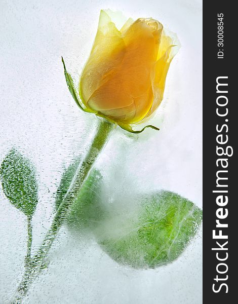 Frozen yellow rose in ice. Frozen yellow rose in ice