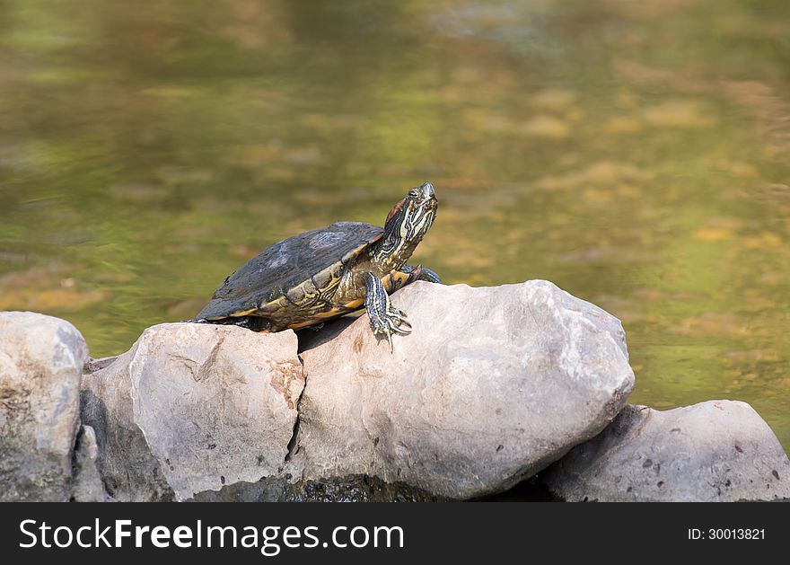 Turtle in the lake of the Buddhist park in the Phutthamonthon district, Nakhon Pathom Province of Thailand,. Turtle in the lake of the Buddhist park in the Phutthamonthon district, Nakhon Pathom Province of Thailand,