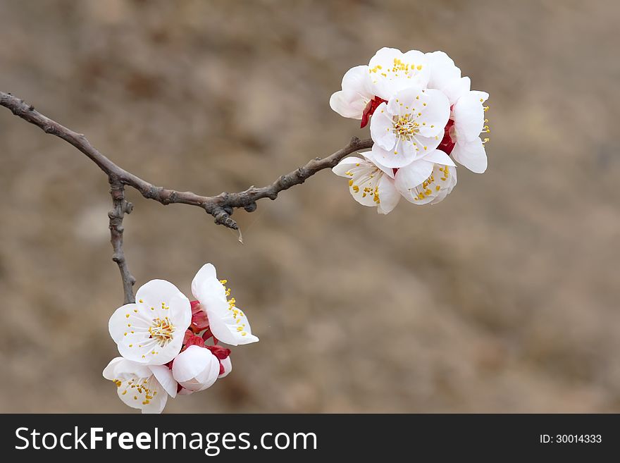 The close-up of apricot flowers