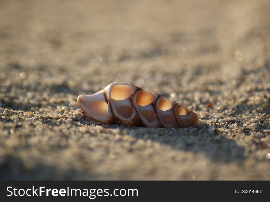 Sea shell on a clean and warm sand. Sea shell on a clean and warm sand.