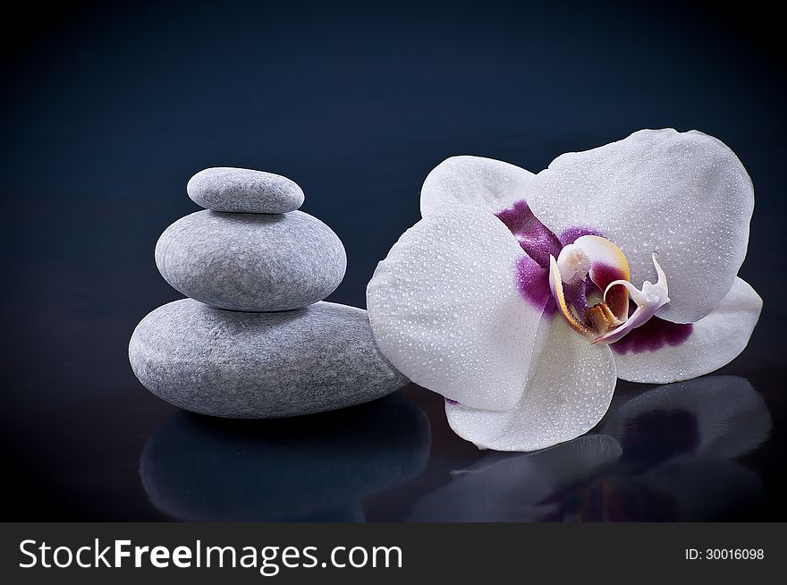 Zen Concept Stones And Orchid