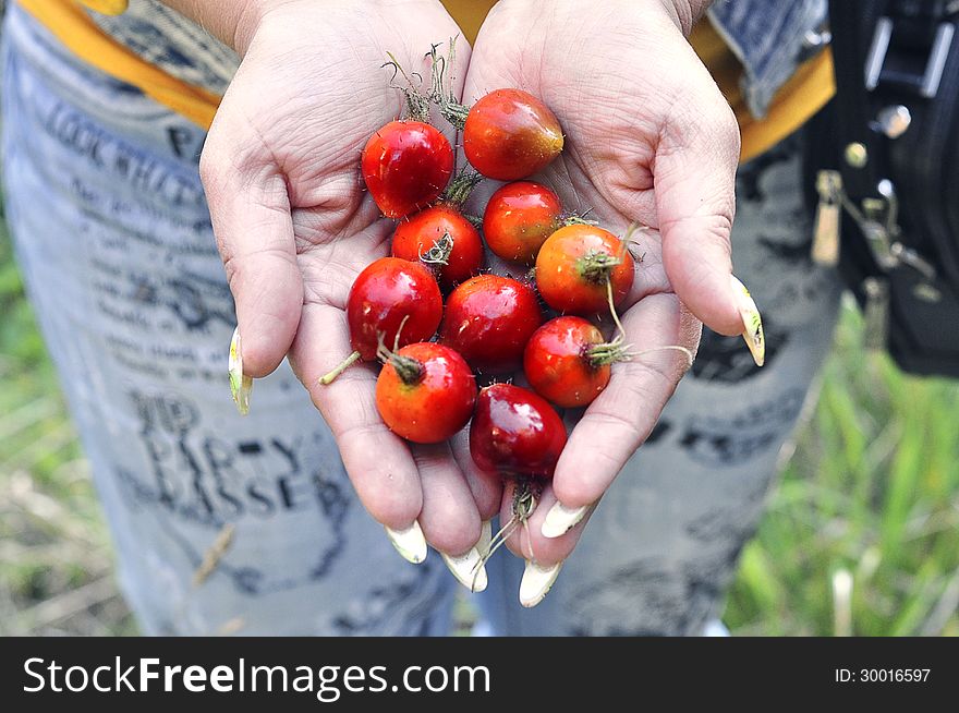 Canker berry, rose-hip forest berries. Canker berry, rose-hip forest berries