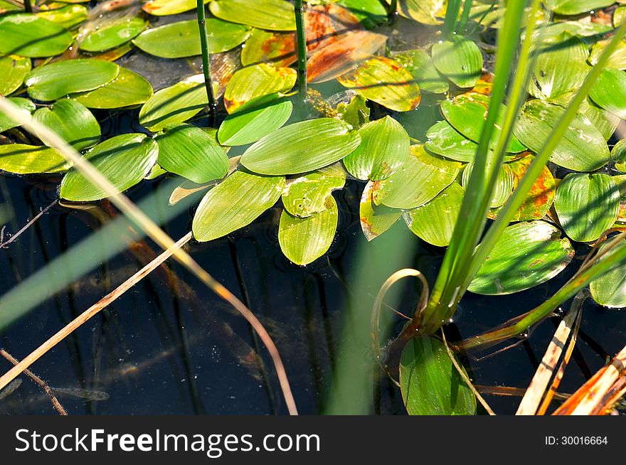 Water surface covered with plants. Water surface covered with plants
