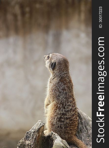 Meerkat looking for his friends. Meerkat looking for his friends