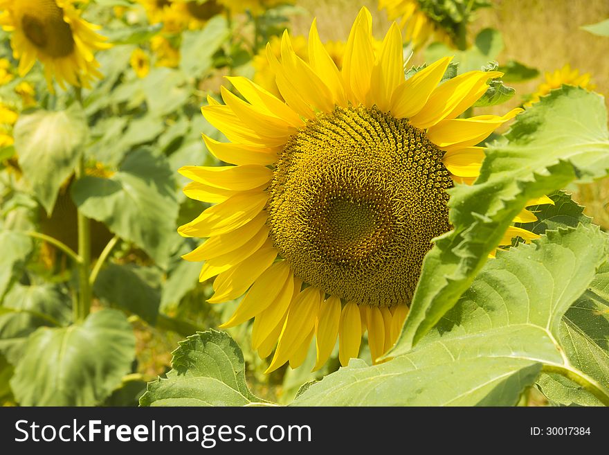 Focus on single sunflower head in bright sunshine. Focus on single sunflower head in bright sunshine