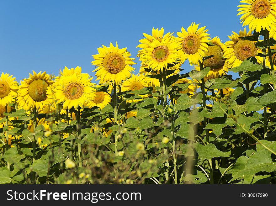 Sunflowers On Sunny Day