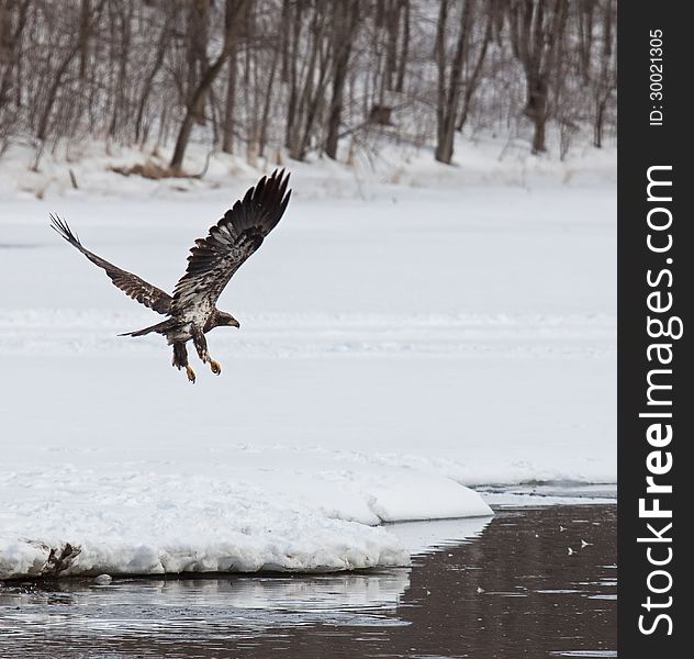 Juvenile bald eagle in flight near open water, in search of food