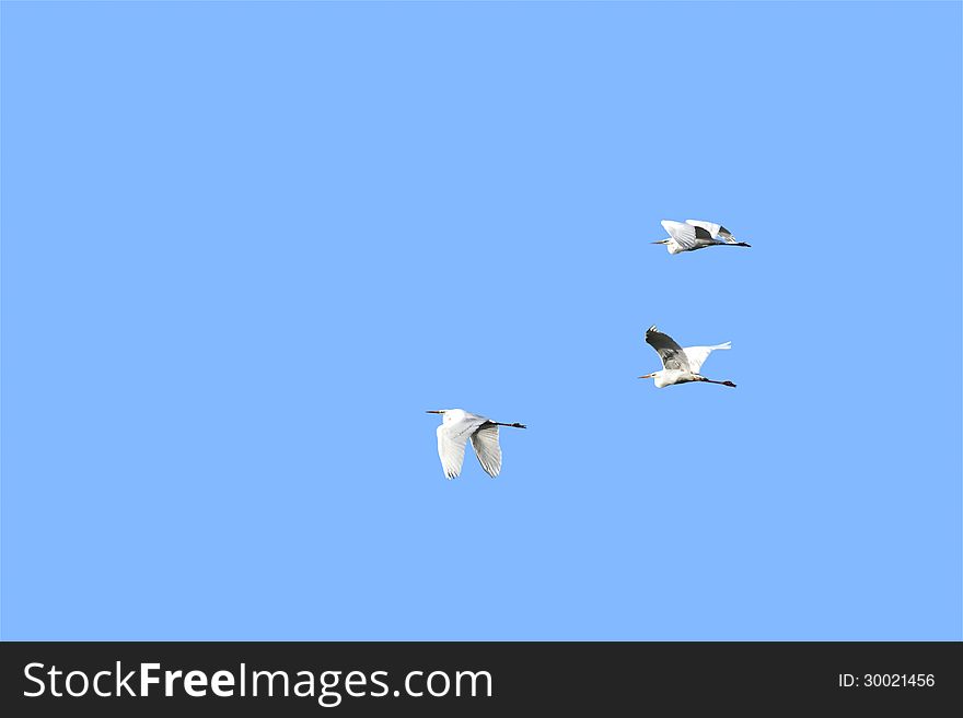 Three herons on a blue sky background