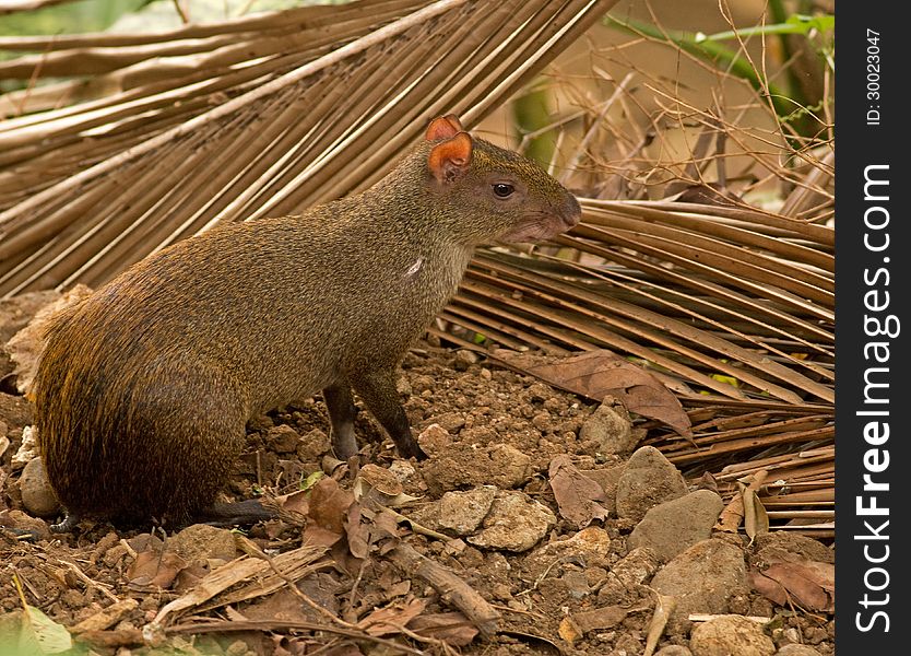 An agouti in Gamboa, Panama.