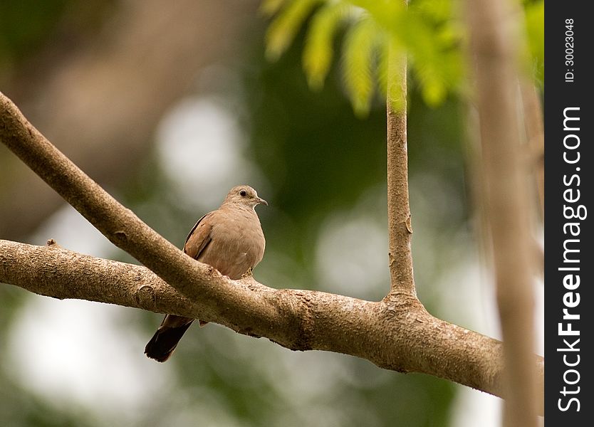 An adult Ruddy Ground-Dove (Columbina talpacoti) perched in a tree in Gamboa, Panama.