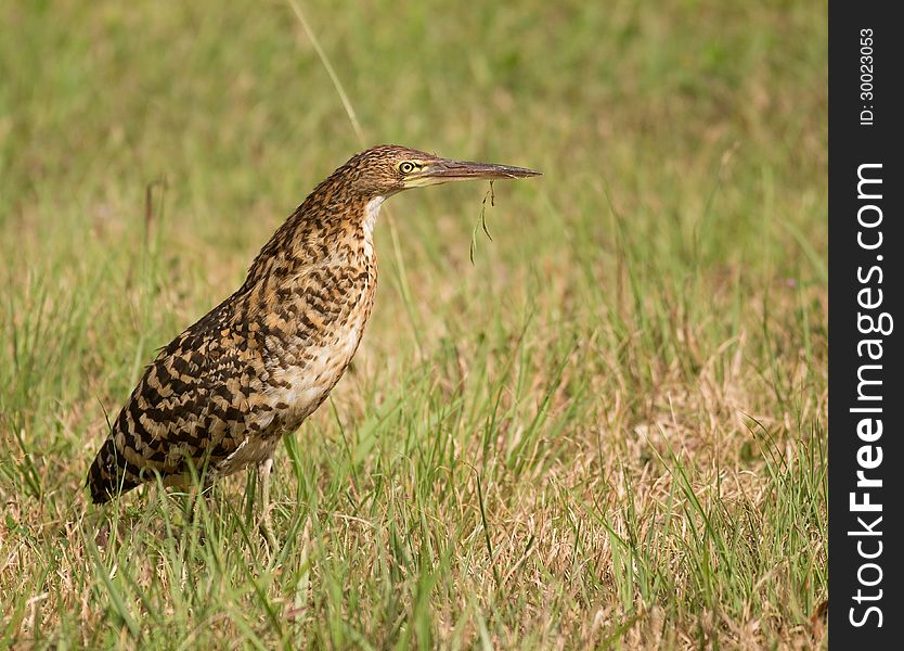 A Rufescent Tiger-heron (Tigrisoma lineatum) standing in a field in Gamboa, Panama.