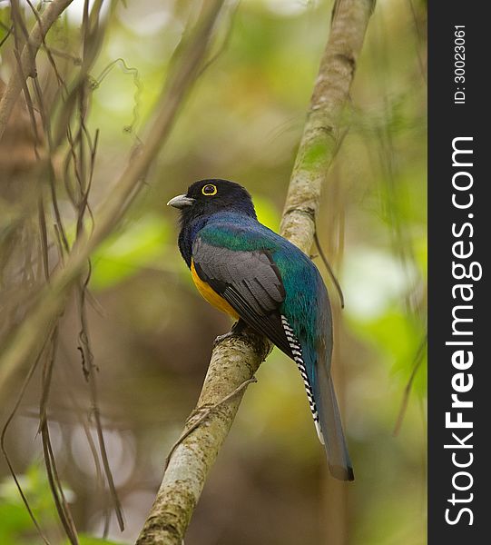An adult male Violaceous Trogon (Trogon violaceus) perched on a branch in Pipeline Road, Gamboa, Panama.